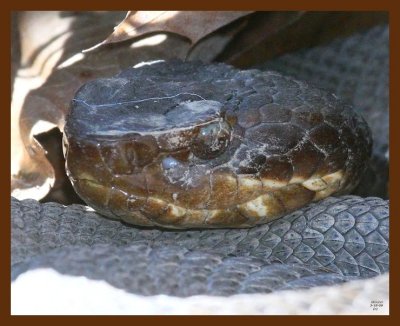 cottonmouth 3-18-09 4d041b.JPG