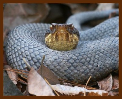 cottonmouth 3-17-09 4d754b.JPG