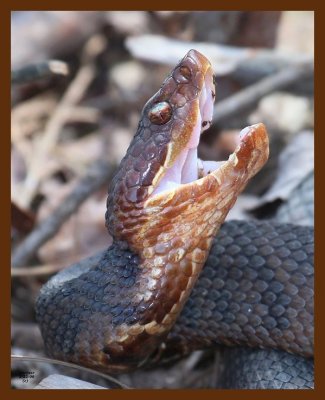 cottonmouth 3-22-09 4d855b.JPG