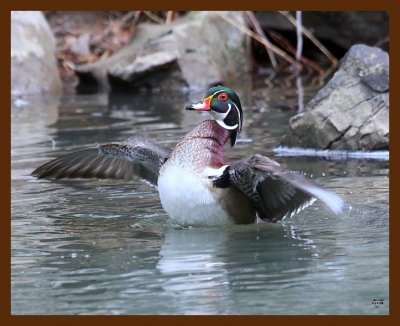 wood-duck 3-11-09 4d576b.JPG