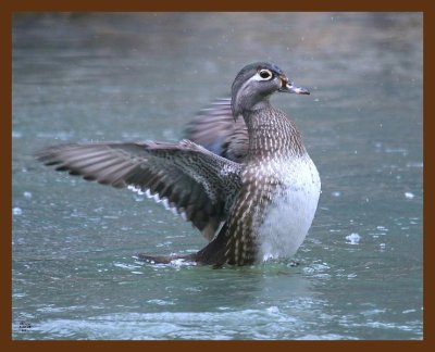 wood-duck 3-22-09 4d519b.JPG