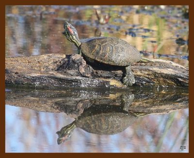 turtle-red-eared slider 3-17-09 4d700b.JPG