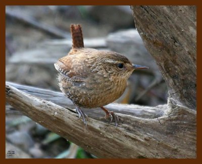 winter wren 3-3-09 4d004b.JPG