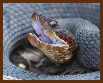 cottonmouth 3-22-09 4d857b.JPG