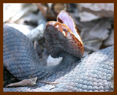 cottonmouth 3-22-09 4d810b.JPG