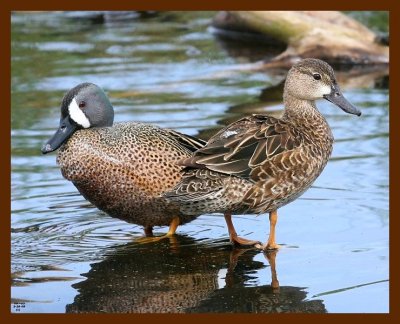 teal-blue-winged 3-26-09 4d084b.JPG