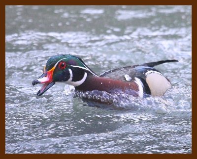 wood-duck 3-22-09 4d620b.JPG