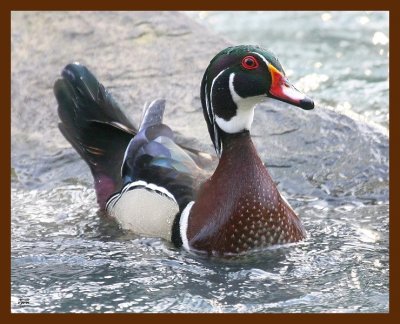 wood-duck 3-20-09 4d193b.JPG