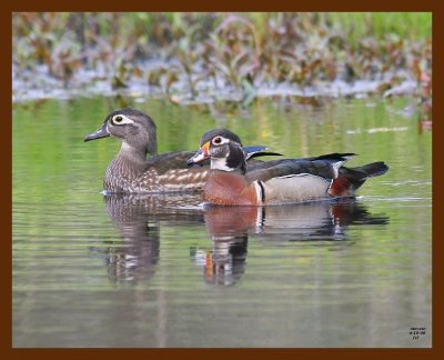 wood-ducks 4-16-09 4d915b.JPG