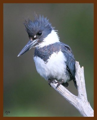 belted-kingfisher 4-16-09 4d880b.JPG
