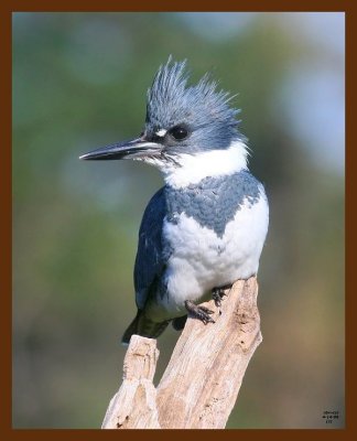 belted-kingfisher 4-14-09 4d615b.JPG