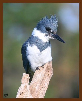 belted-kingfisher 4-14-09 4d618b.JPG