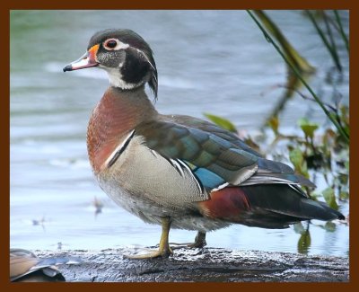 wood-ducks 4-17-09 4d038b.JPG