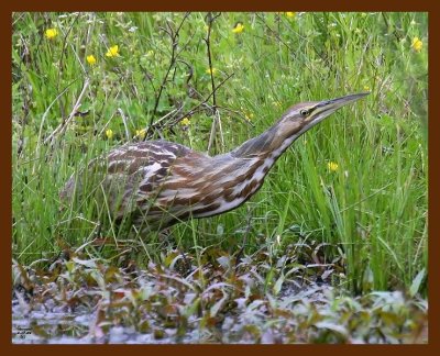 american bittern 4-17-09 4d135b.JPG