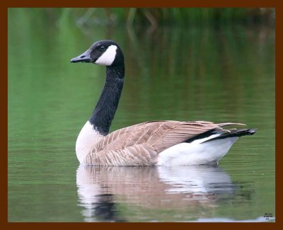 canada goose 4-19-09 4d617b.JPG