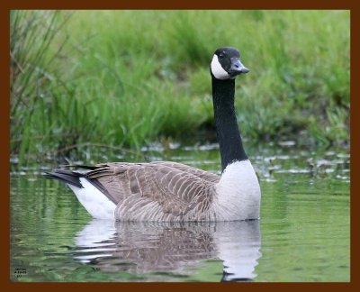 canada goose 4-19-09 4d606b.JPG