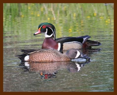 wood-duck-teal 4-21-09 4d114b.JPG