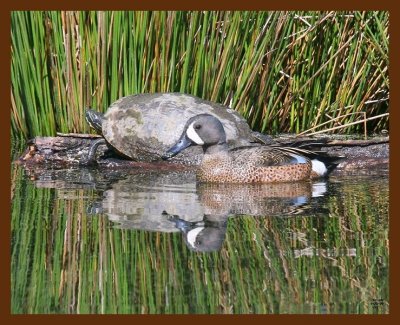 teal-cooter 4-21-09 4d187b.JPG