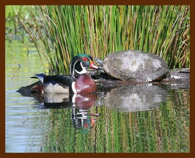 wood-duck-cooter 4-21-09 4d174b.JPG