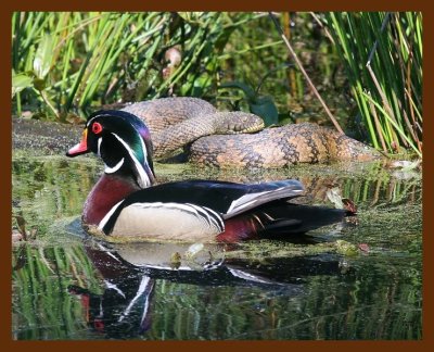 wood-duck-watersnake 4-21-09 4d947b.JPG