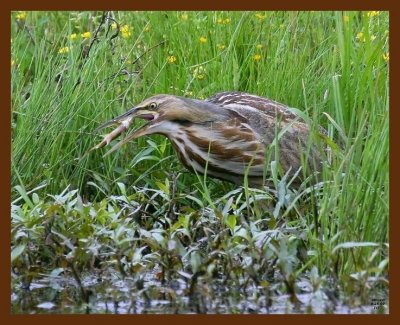 american bittern 4-25-09 4d615b.JPG