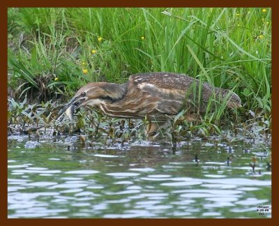 american bittern 4-25-09 4d272b.JPG