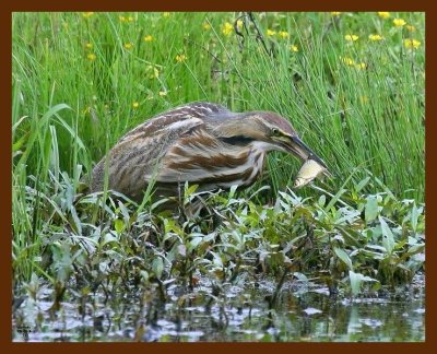american bittern 4-25-09 4d600b.JPG