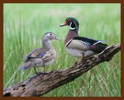 wood-ducks 4-19-09 4d747b.JPG