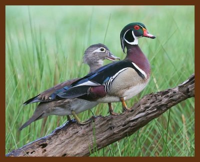 wood-ducks 4-21-09 4d018b.JPG
