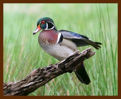 wood-duck 4-19-09 4d721b.JPG