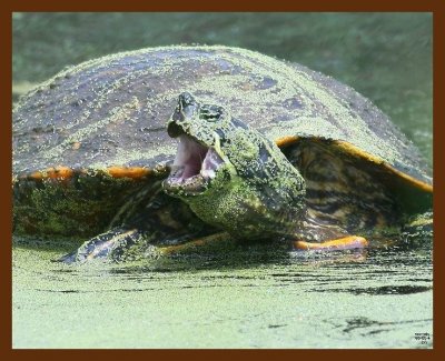 turtle-cooter 4-25-09 4d699b.JPG