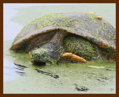 turtle-cooter 4-26-09 4d956b.JPG