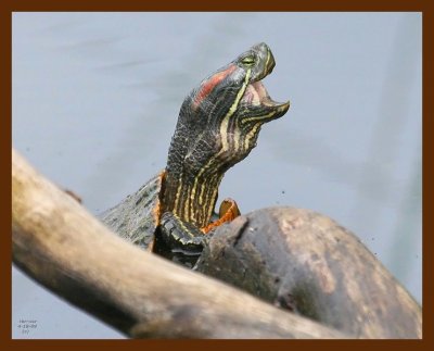 turtle-red-eared slider 4-18-09 4d344b.JPG