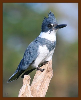 belted-kingfisher 4-14-09 4d609b.JPG
