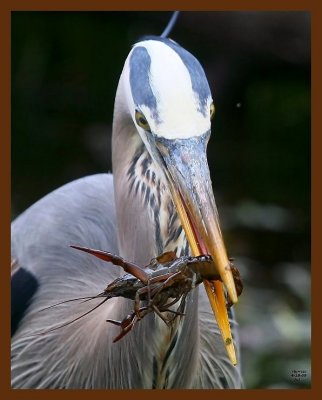 heron-great blue 4-18-09 4d428b.JPG