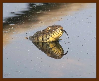 watersnake-diamond-back 4-19-09 4d661b.JPG