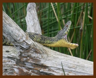 watersnake-diamond-back 4-25-09 4d676b.JPG