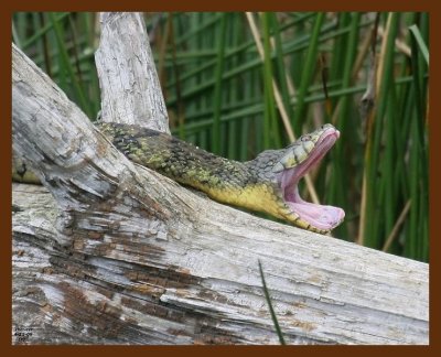 watersnake-diamond-back 4-25-09 4d668b.JPG