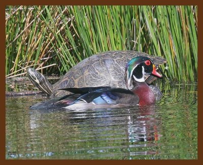 wood-duck-cooter 4-21-09 4d233b.JPG