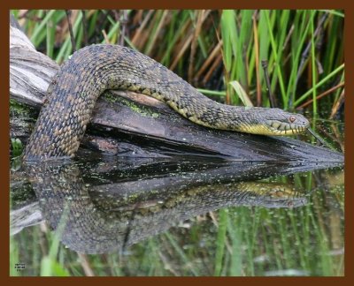 watersnake-diamond-back 4-30-09 4d252b.JPG