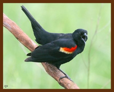 red-winged blackbird 5-7-09 4d693b.JPG