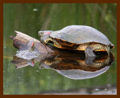 turtle-red-eared slider 5-7-09 4d819b.JPG