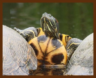 turtle-red-eared slider 5-7-09 4d883b.JPG