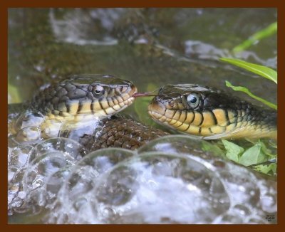 watersnakes-yellow-bellied 5-10-09 4d269b.JPG