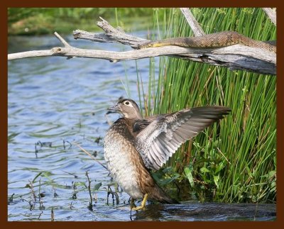 wood-duck-watersnake 5-8-09 4d082b.JPG