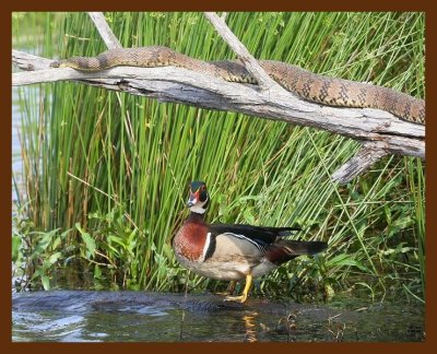 wood-duck-watersnake 5-8-09 4d072b.JPG