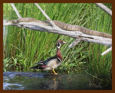 wood-duck-watersnake 5-8-09 4d076b.JPG