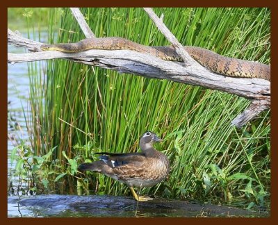 wood-duck-watersnake 5-8-09 4d057b.JPG