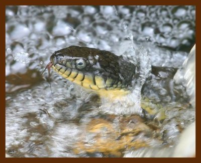 watersnake-yellow-bellied 5-14-09 4d866b.JPG