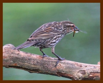 red-winged blackbird 5-7-09 4d839b.JPG